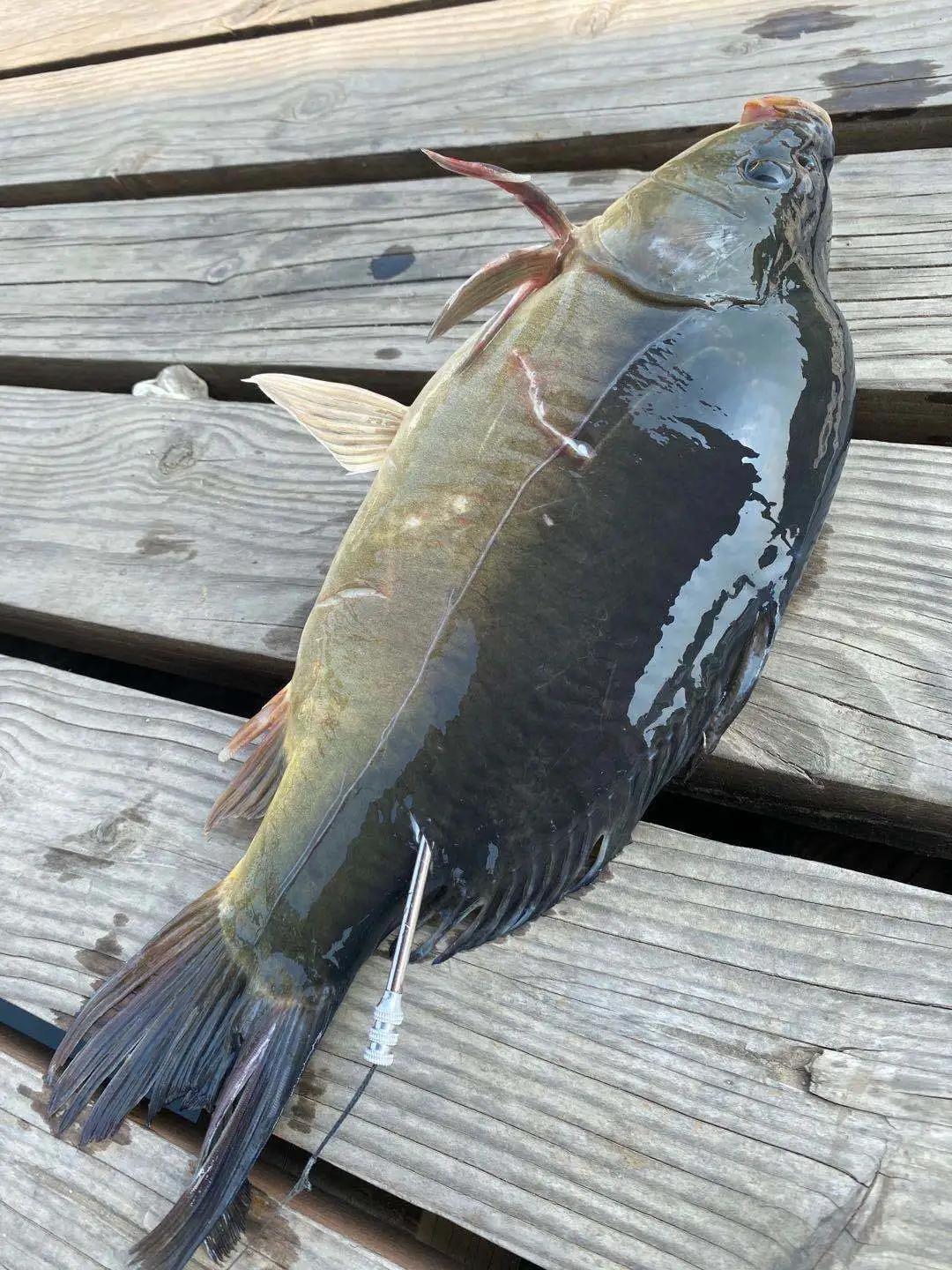 大连水库捕鱼,大连杏树屯一条渔船捕捞一条怪鱼