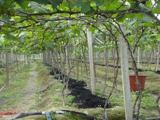 葡萄树春季管理,春季如何修剪葡萄树常用修剪方法