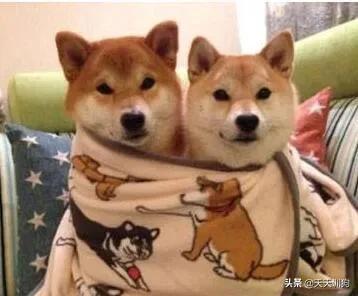 科学养犬四个标准是指哪些,科学养宠攻略狗不能吃什么