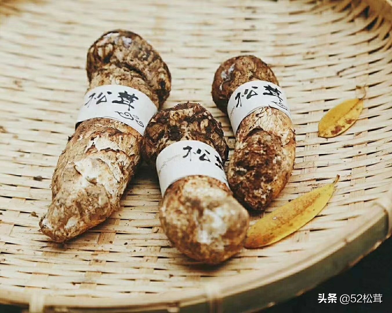 新鲜松茸的正确清理及保存方式,松茸怎么清理拿去晒