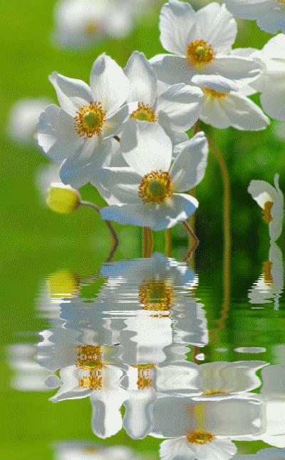 海边水中玫瑰花图片高清大图,最美山水花草倒影图片