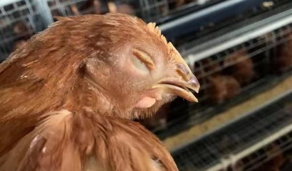 鸡痘的最佳治疗方法用什么药,治鸡痘最快的方法