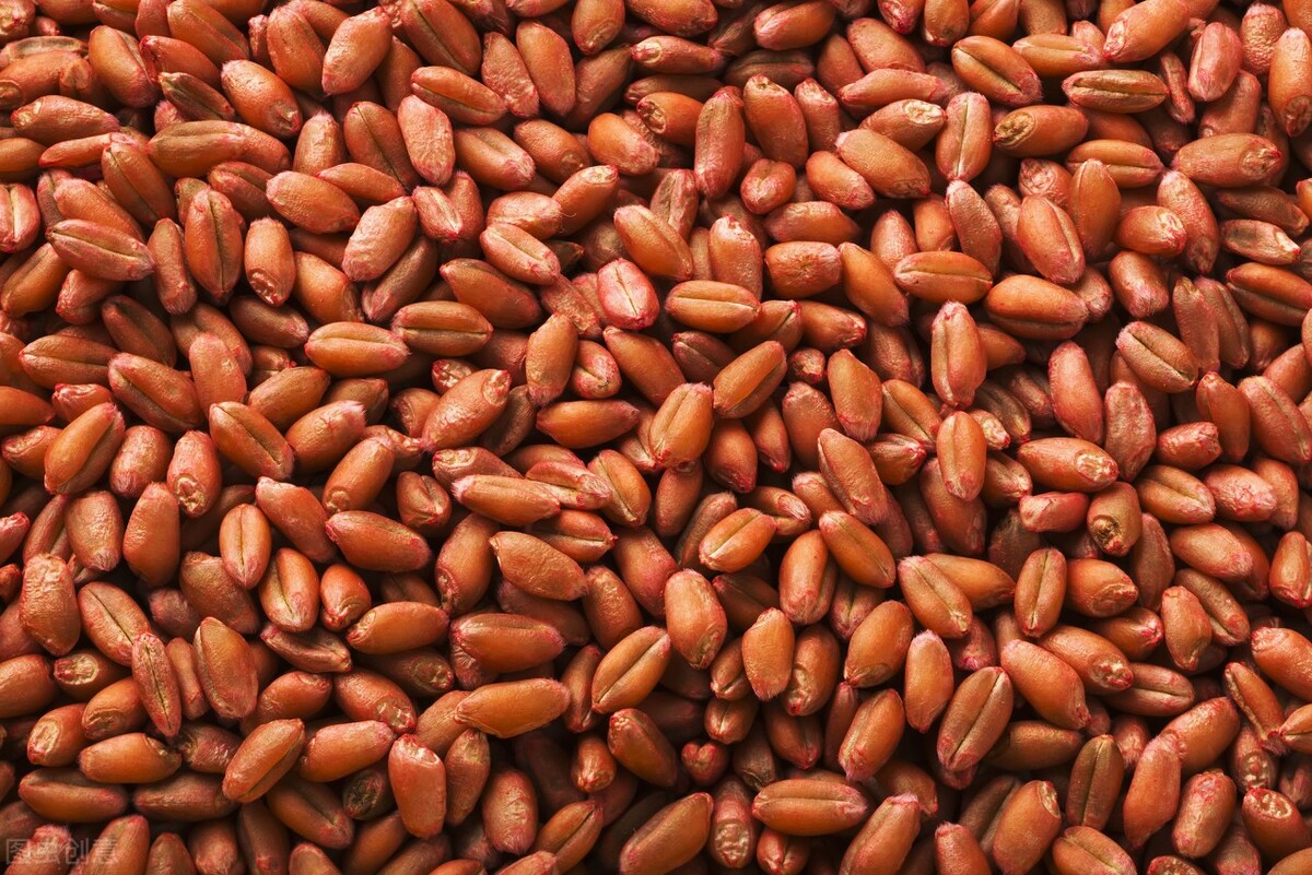 这个小麦新品种，高产又抗倒！亩产600公斤左右！适合哪里种植？