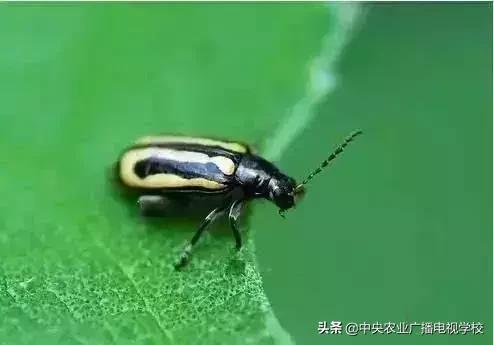 蔬菜地下害虫的最佳防治方法,防治蔬菜害虫用小苏打和白醋怎样