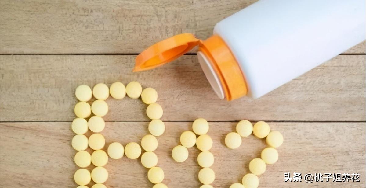 这3种自制“生根水”，用来扦插君子兰、蟹爪兰，插1盆活1盆