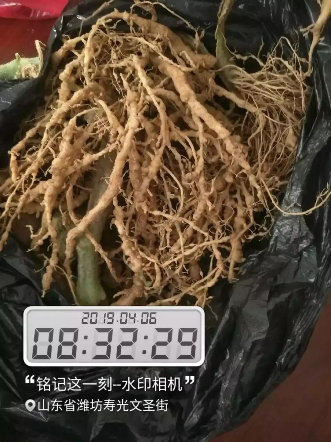 大姜种植过程容易产生的病害,大姜种植前如何预防病毒