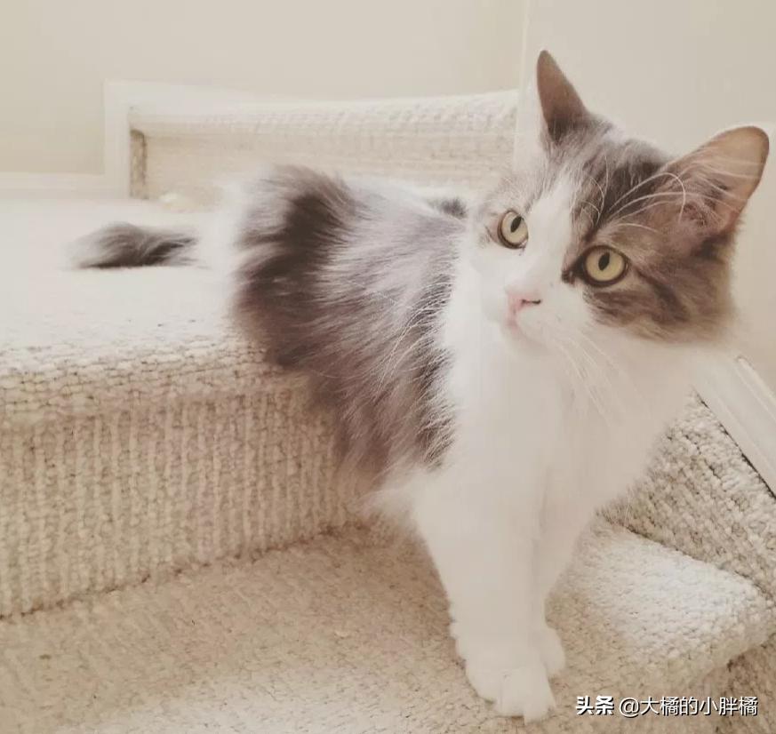 情侣分手把猫咪送回宠物店,情侣分手猫咪送人