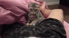 养猫后遇到的奇葩事,家里猫很多用豆腐猫砂合适吗