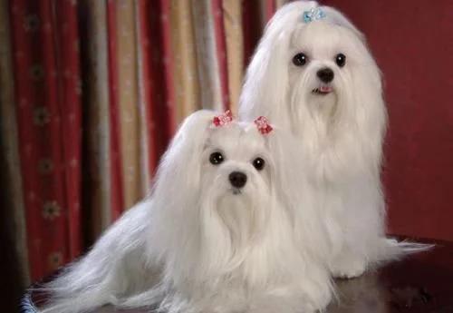 最漂亮的狗狗萨摩耶,最可爱的狗狗排行榜萨摩耶上榜