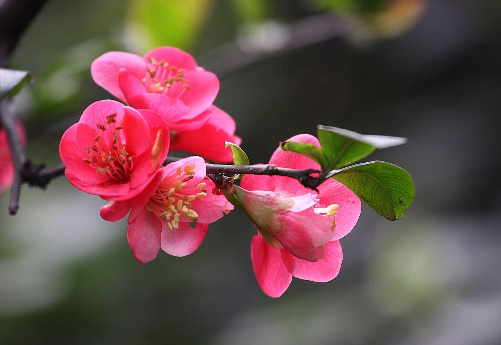 海棠花的叶片有点烂怎么办,海棠花的叶子蔫了怎么办