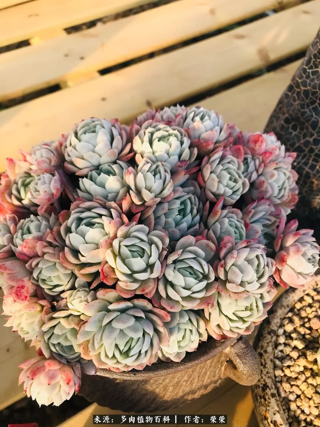 我在包邮区养肉，附多肉越冬度夏养护建议！