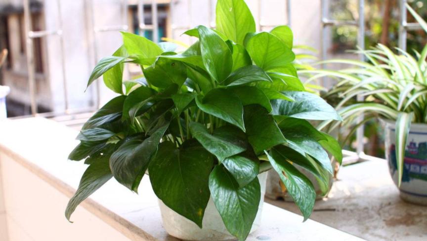 缁胯悵鏋濆彾鏀炬按閲屽涔呰兘鐢熸牴,缁胯悵鏋濆彾鏀惧湪姘撮噷澶氫箙鐢熸牴