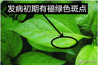 辣椒黄叶褐色斑怎么治,辣椒叶片有褐色斑点是什么原因