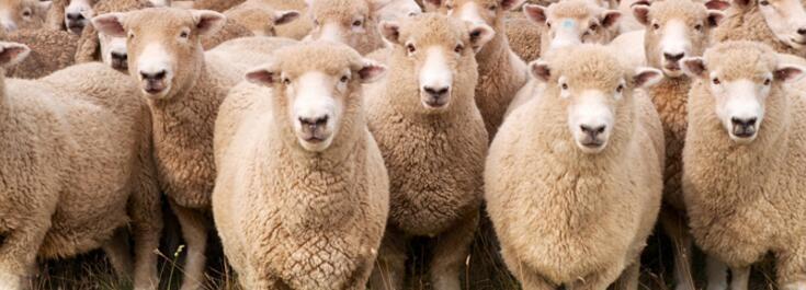 什么牌子的双面呢大衣好,双面呢大衣为啥只要一两百