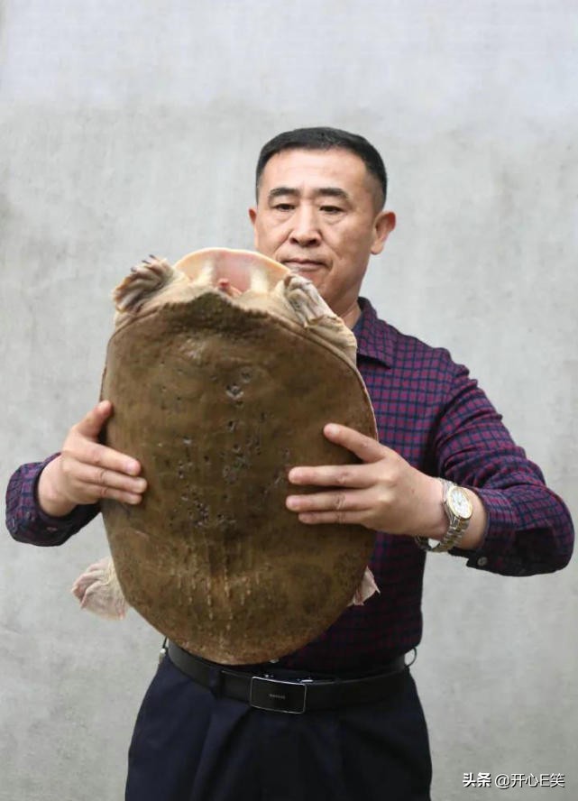 野外捡到一只野生龟,市民捡到一只野生龟