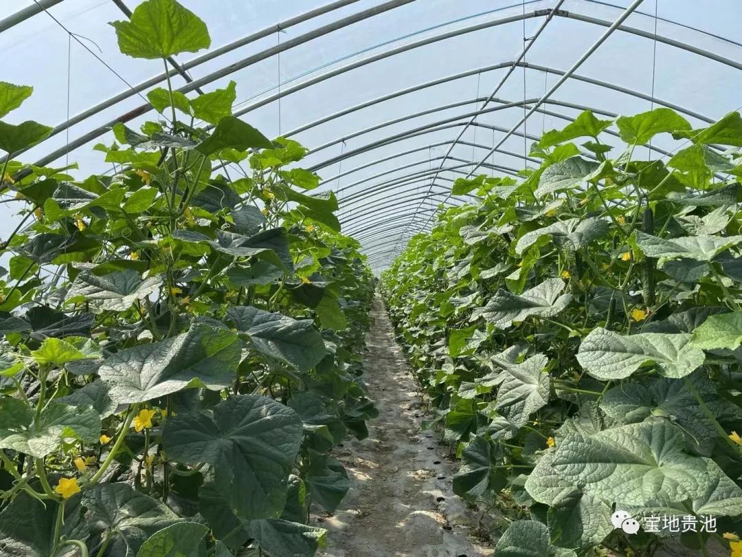 村级集体经济发展经验做法,发展壮大村集体经济思路和想法