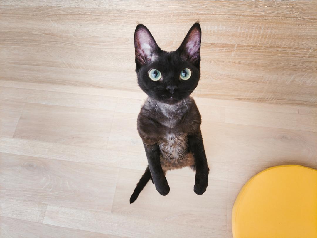 猫宫庄园如何选择适合猫咪的猫砂,猫宫庄园