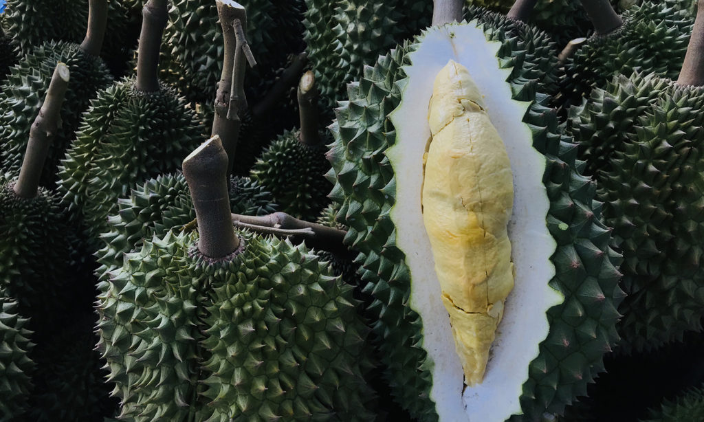 榴莲品种d13,泰国榴莲d197是什么品种