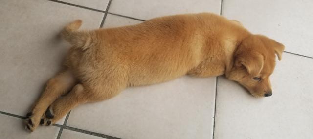 大年初一狗跑到床下不走,大年初一不小心把狗打死了