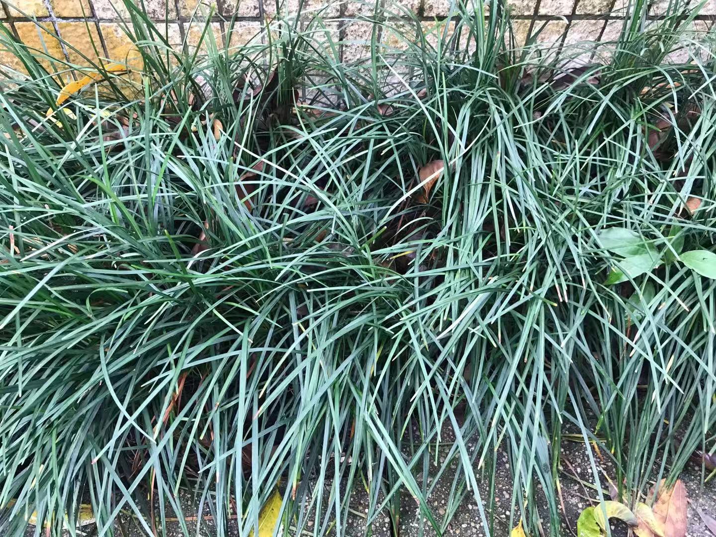 麦冬清肺养阴止咳,滋阴降火麦冬