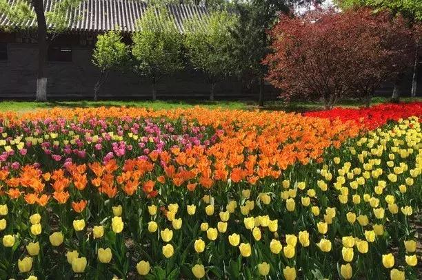 最适合赏花的花,视觉盛宴五种赏花名花供您选择