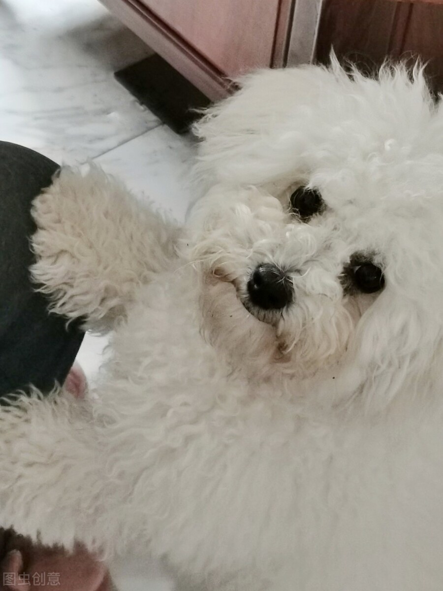 比熊犬生病了有什么表现,比熊犬的生病表现是什么