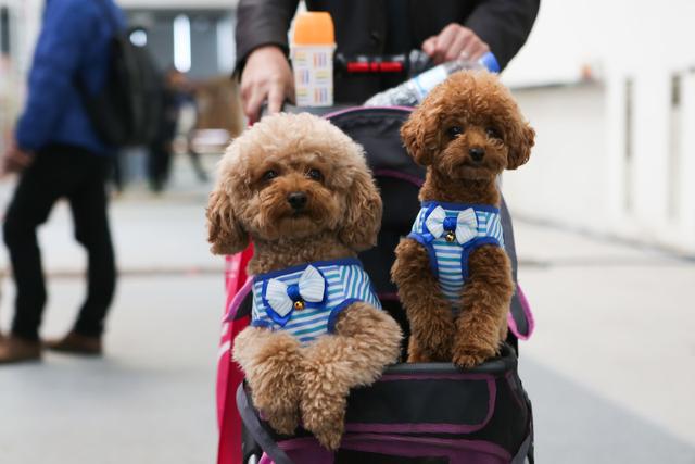 最聪明的狗狗排行榜小型犬,最适合新手养的狗狗十大排行榜