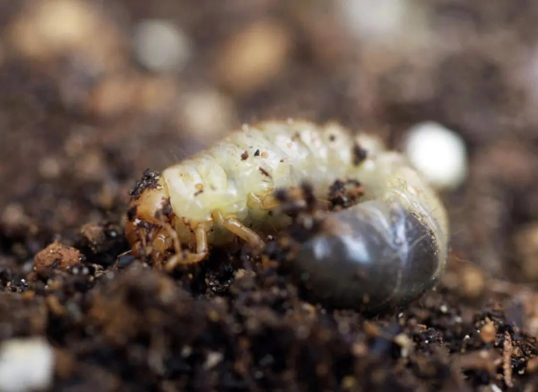花生初花期虫害打什么药,花生虫害防治大全