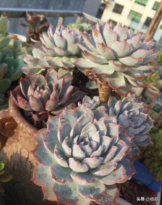 蓝石莲能露养吗,蓝石莲的养殖方法和注意事项