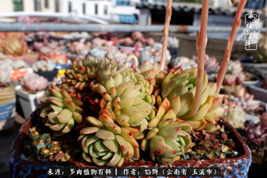 多肉对比图片,多肉对比高清图