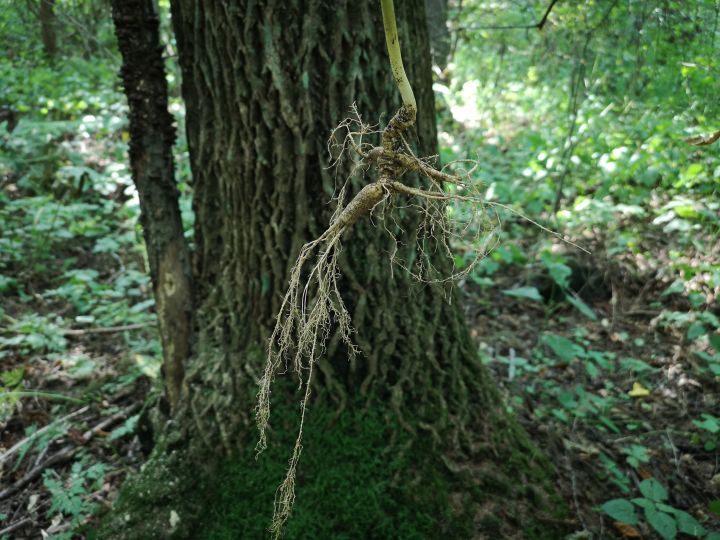 各类人参,从功效与性能上如何排名?