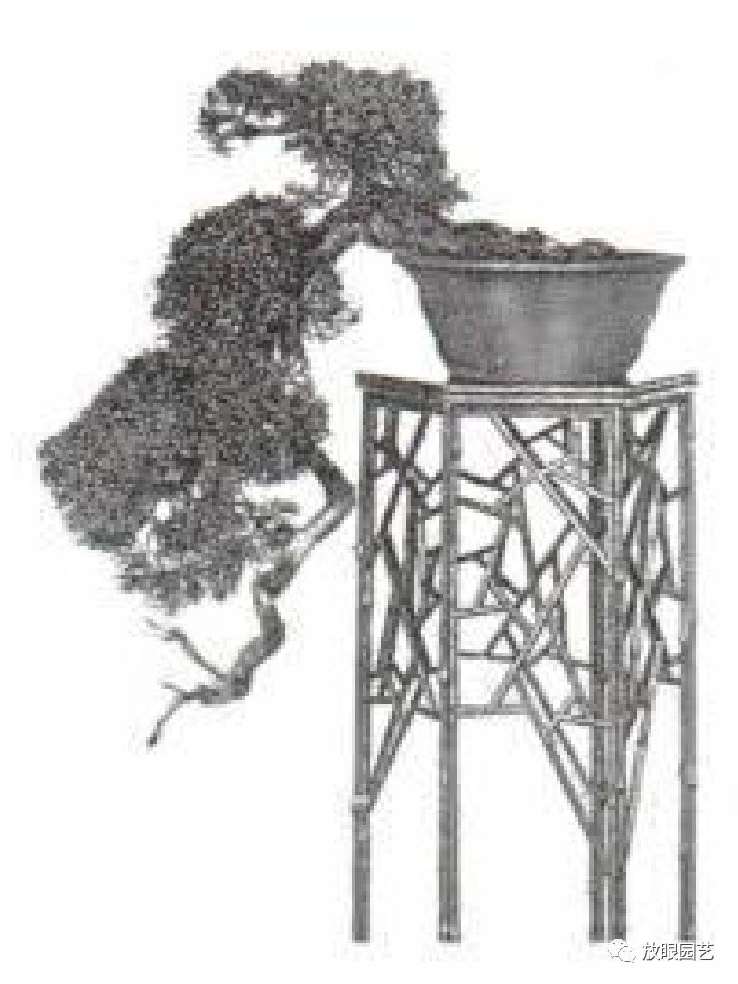 日本真柏古树,日本大师级名贵盆景真柏