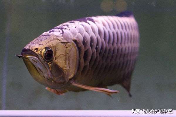 新生开学“三大件”又变了？养鱼还是“老三样”管用