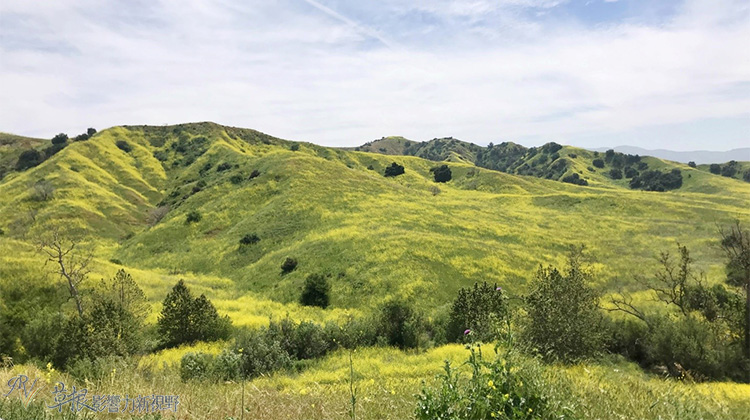 加州野花,加州野花的视频