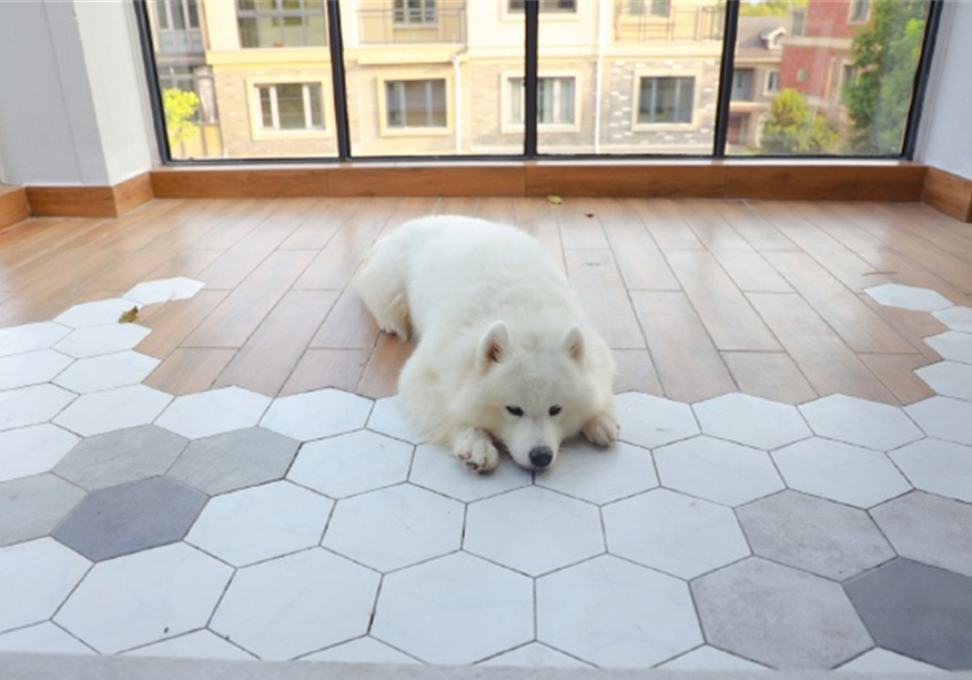 狗狗疑似涨奶是怀孕了吗,狗狗分泌乳汁证明假孕要结束了吗