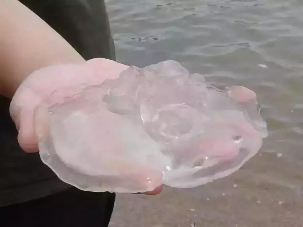 防城港怎么吃海鲜便宜不被坑,防城港干货海鲜有哪些