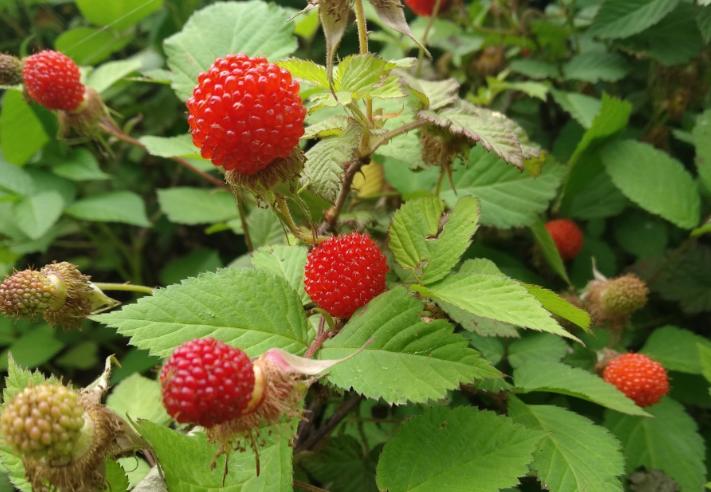 山上能吃的野草莓,80后吃过的野生果子野草莓