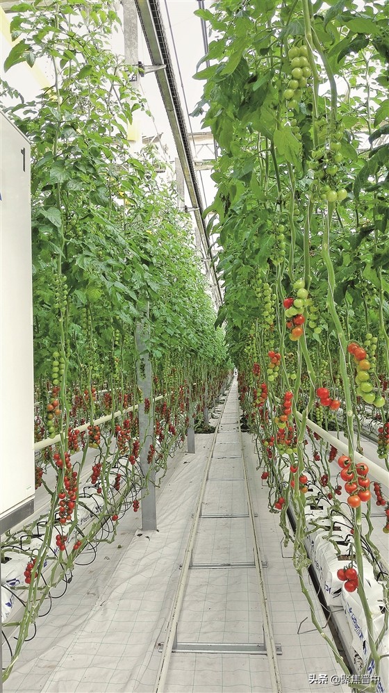 番茄小镇扶沟,番茄小镇西红柿果实