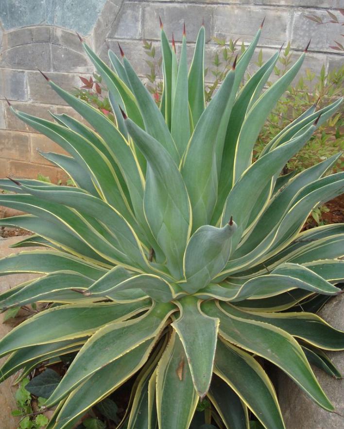 适合放在楼梯角落的植物,适合摆客厅角落的大型植物