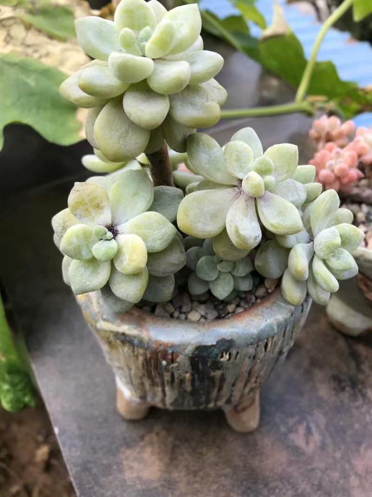 适合天台露台养的多肉,天台养多肉