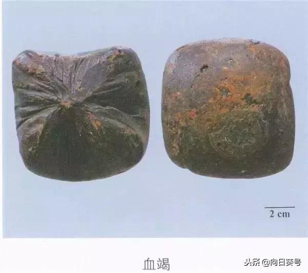 每日一药全部视频,每日一药当归