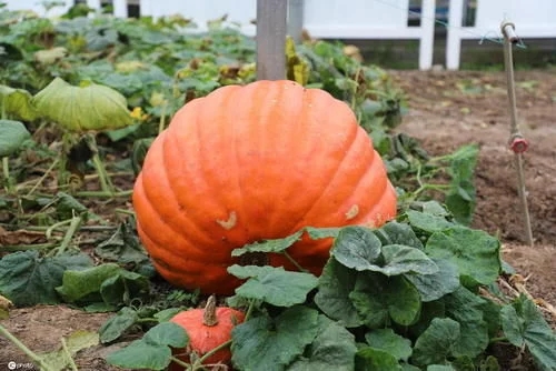 南京八卦洲最新房价,南京八卦洲烟花