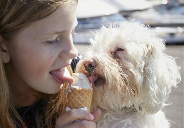 比熊总用舌头舔主人是怎么回事,比熊喜欢舔主人的脚是怎么回事