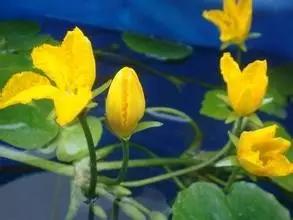 在水一方植物园,在水一方花卉