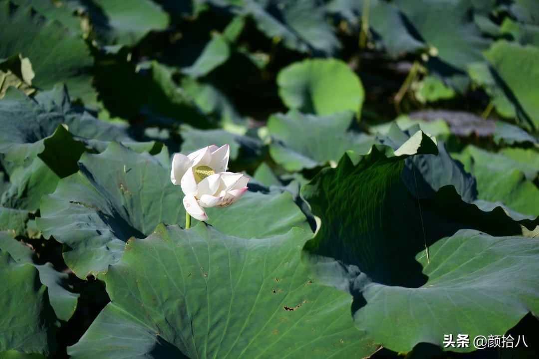北京圆明园一日游推荐,圆明园秋色如画