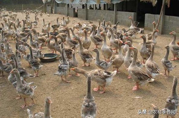 4种常见的农村创业项目诈骗,您必须了解,用这5招轻松应对!