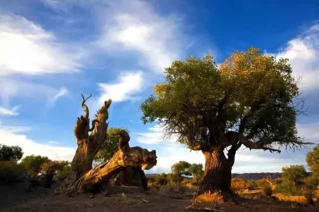 胡杨泪电影完整版,胡杨泪免费阅读全文