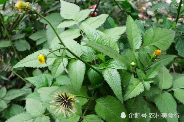 农村的鬼针草,农村有一种野草叫鬼针草能吃么