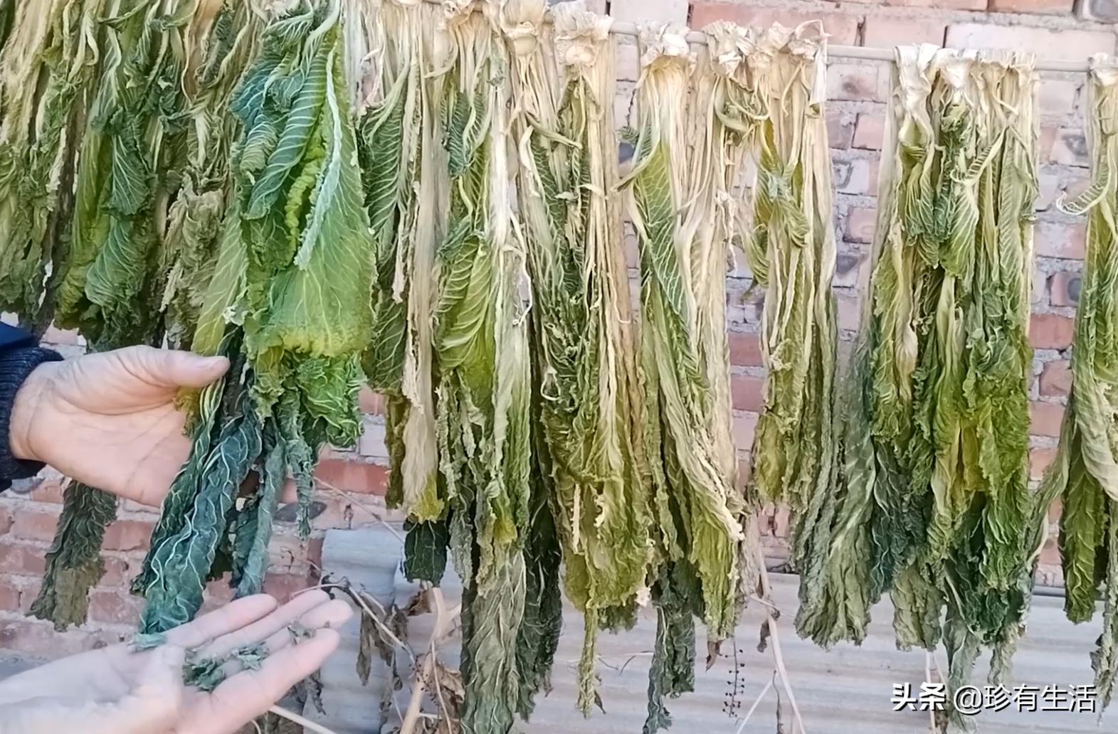 黄心白菜保存,蓟县背阴白菜