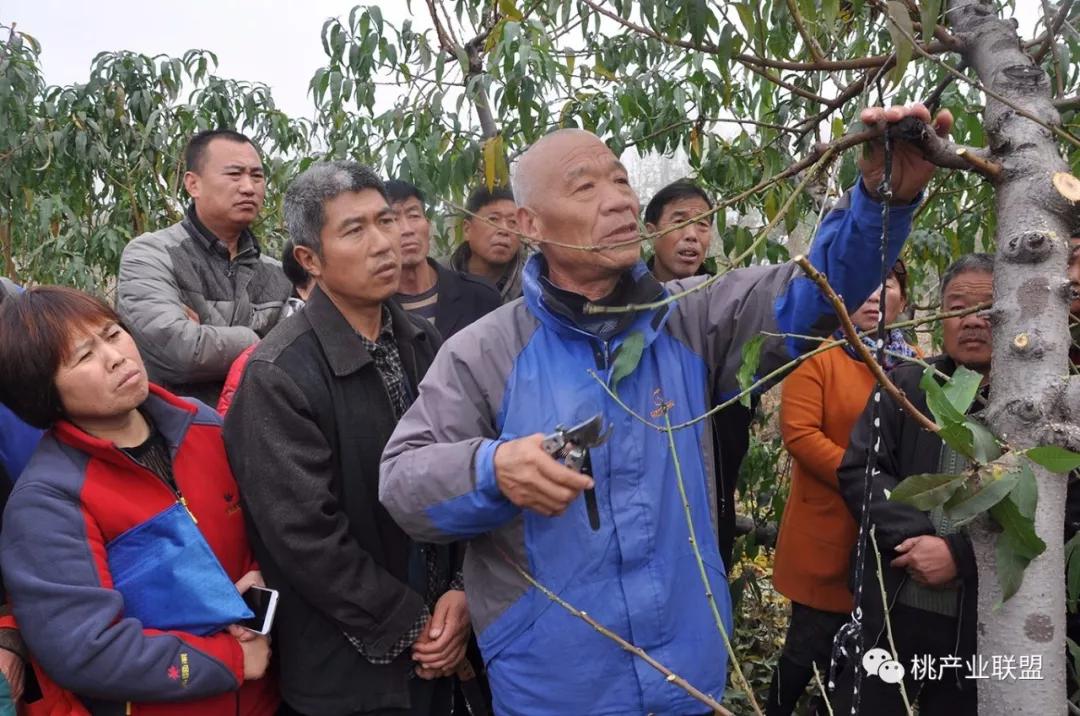 桃树长放修剪好、还是短截修剪好?